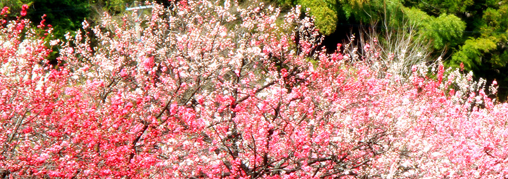 春 -spring-